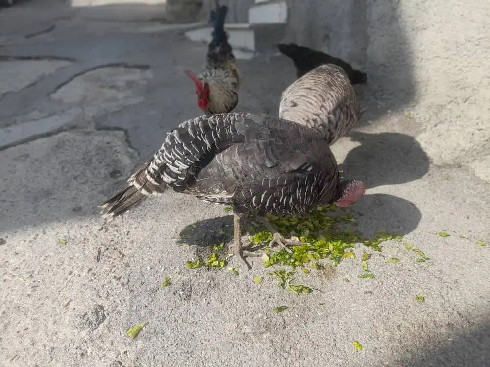 بوقلمون ماده|حیوانات مزرعه|آبدانان, |دیوار