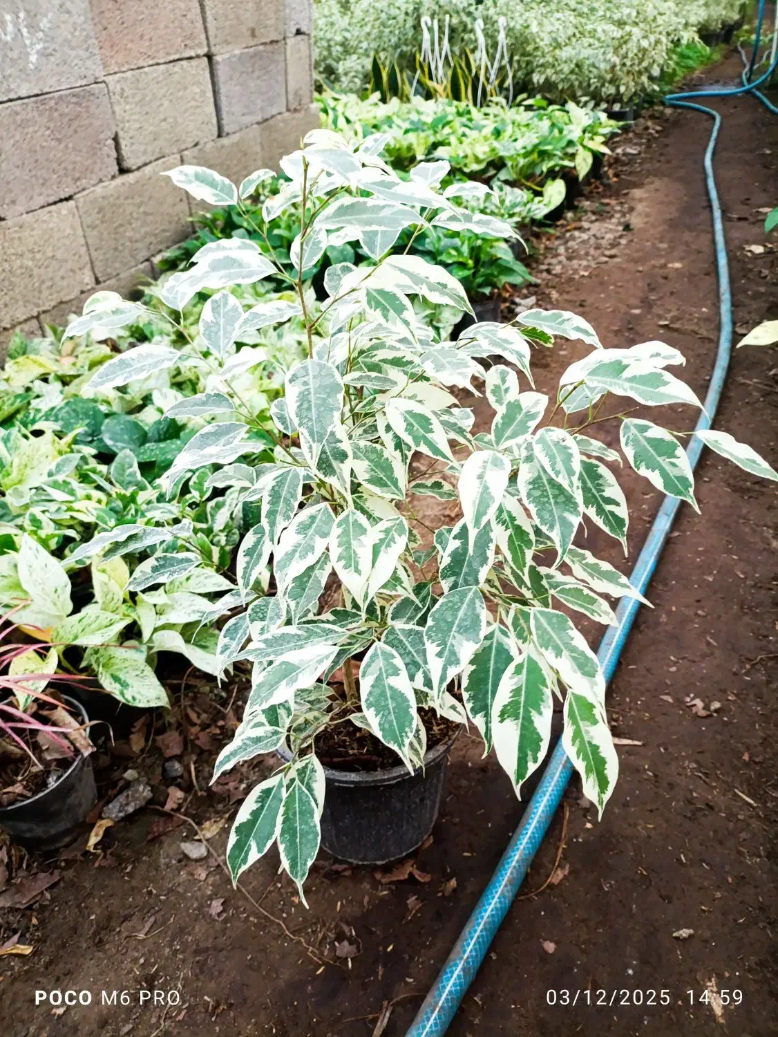 گل و گیاه|گل و گیاه طبیعی|شیرود, |دیوار