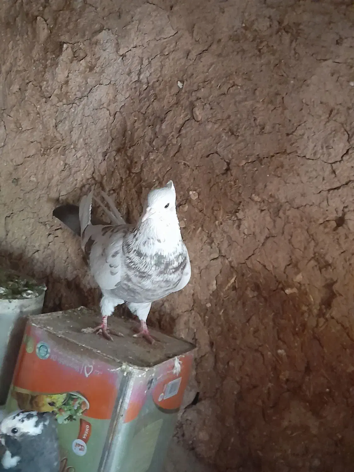 کبوتر|پرنده|شباب, |دیوار