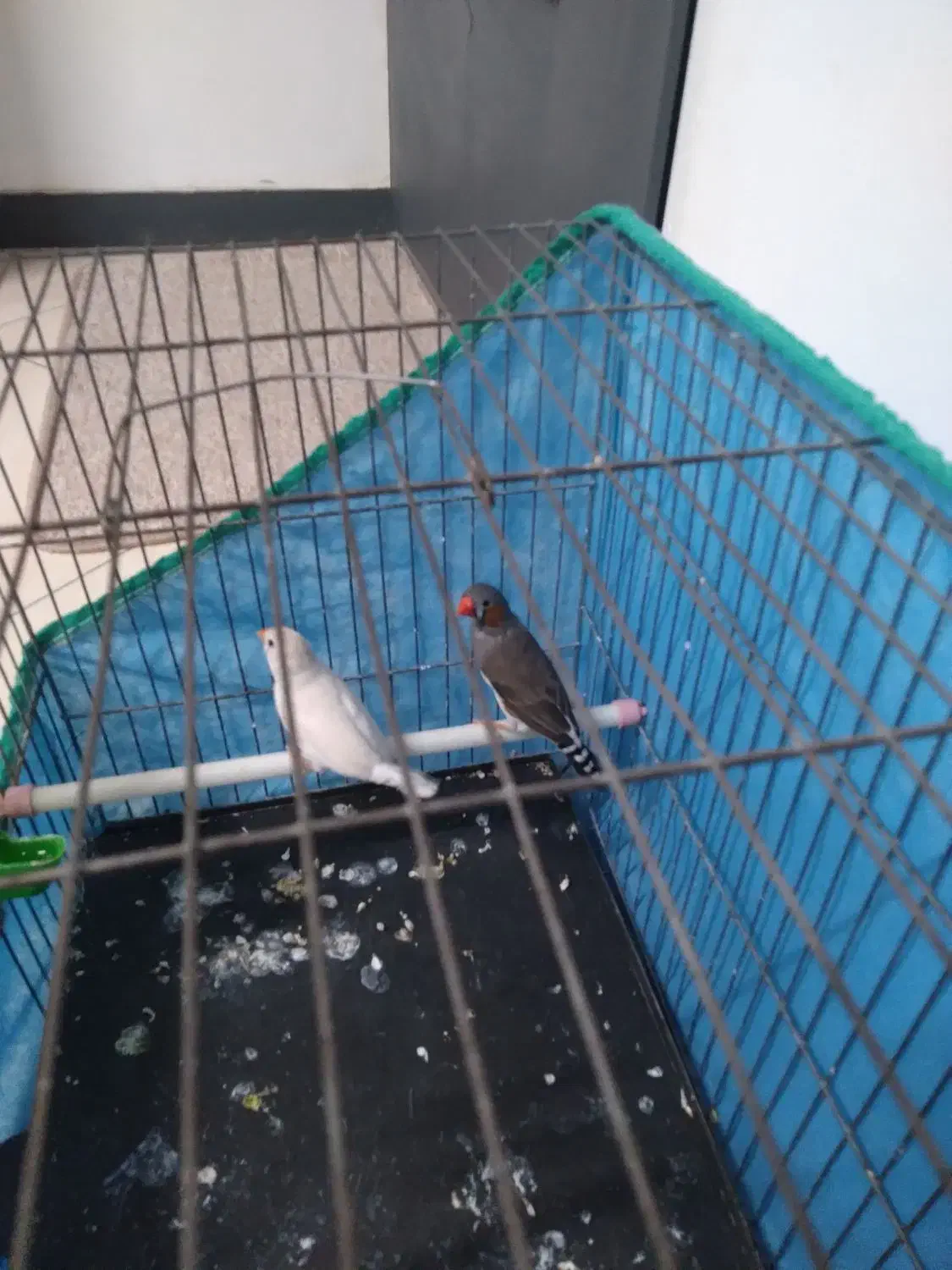 فنچ زیبا ۳جفت یک جفت تخم گذار آماده|پرنده|اندیشه, اندیشه فاز ۱|دیوار