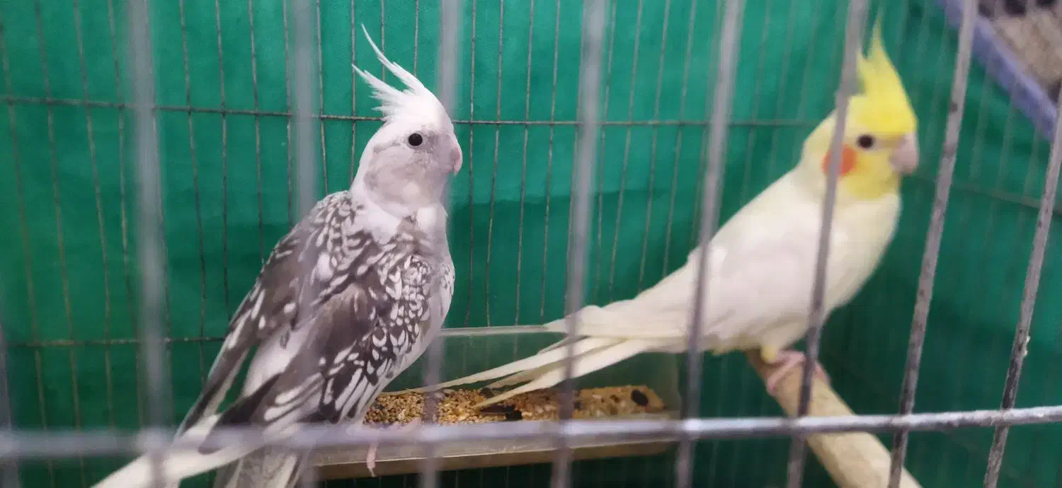 طوطی عروس جفت|پرنده|رشت, دیانتی|دیوار