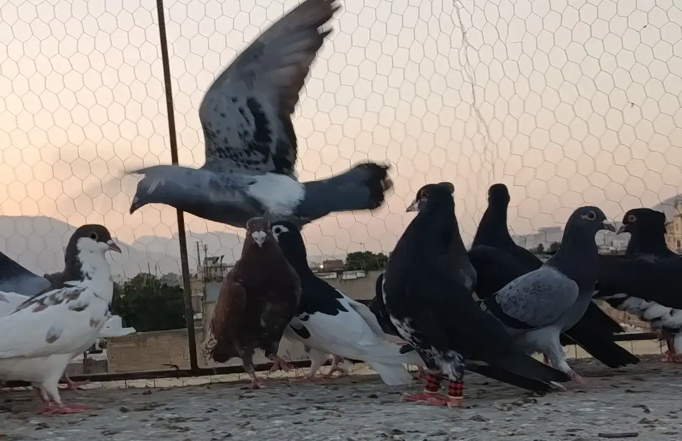 پلاکی بهبهانی شهری|پرنده|شیراز, شیخ علی چوپان|دیوار