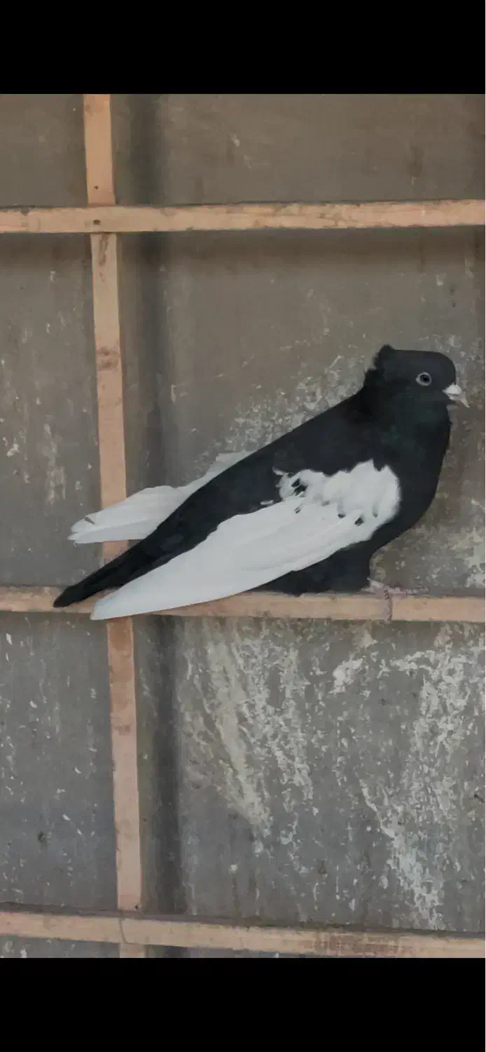 سینه سیاه نر|پرنده|قزوین, |دیوار