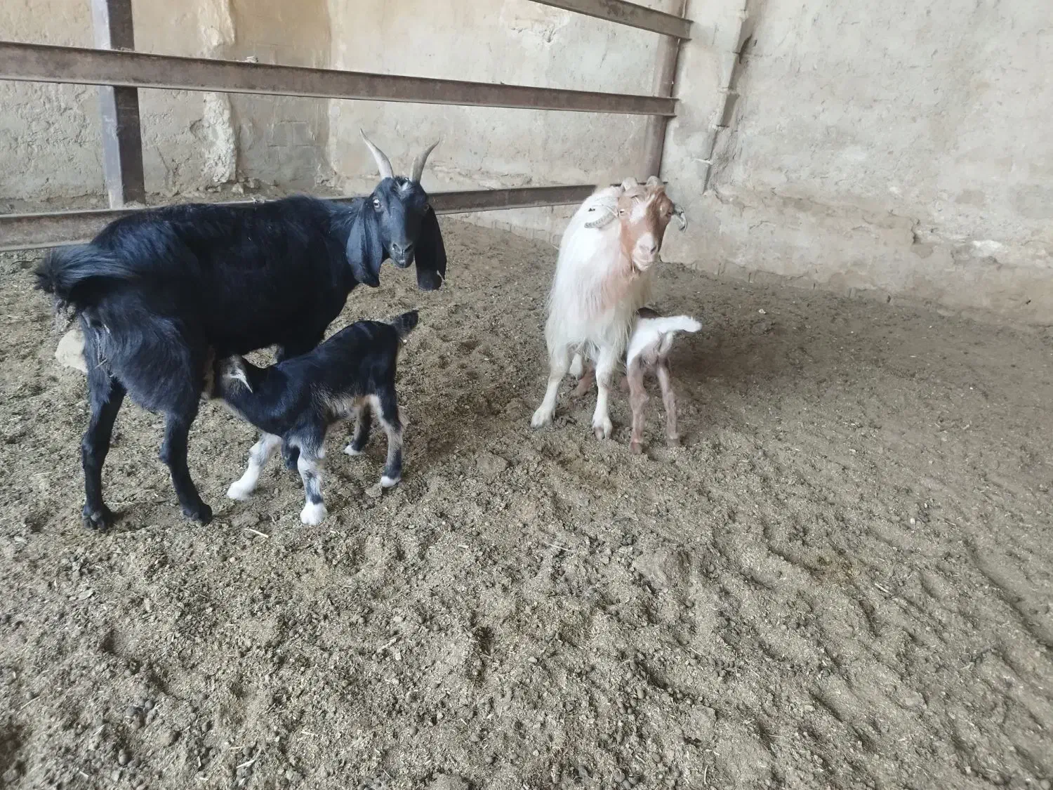 بز کهره دار|حیوانات مزرعه|شیراز, داریون|دیوار