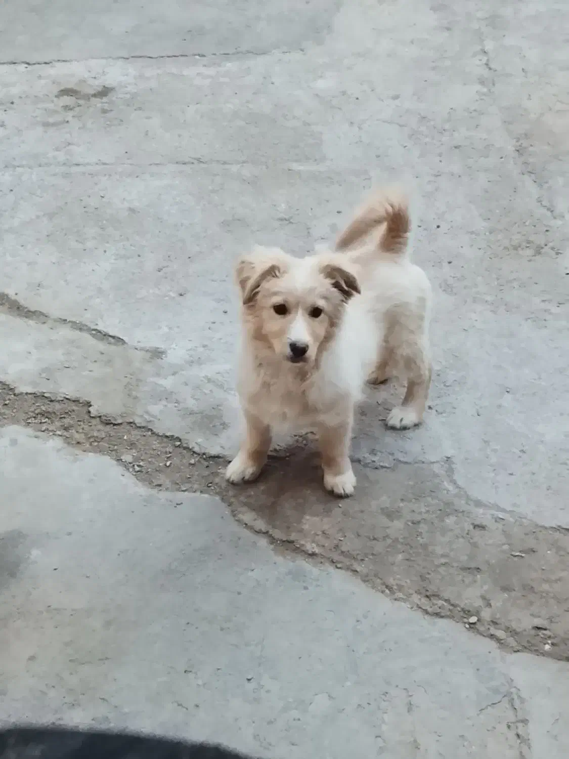 حیوان خانگی|سگ|تربت جام, یحیی آباد|دیوار