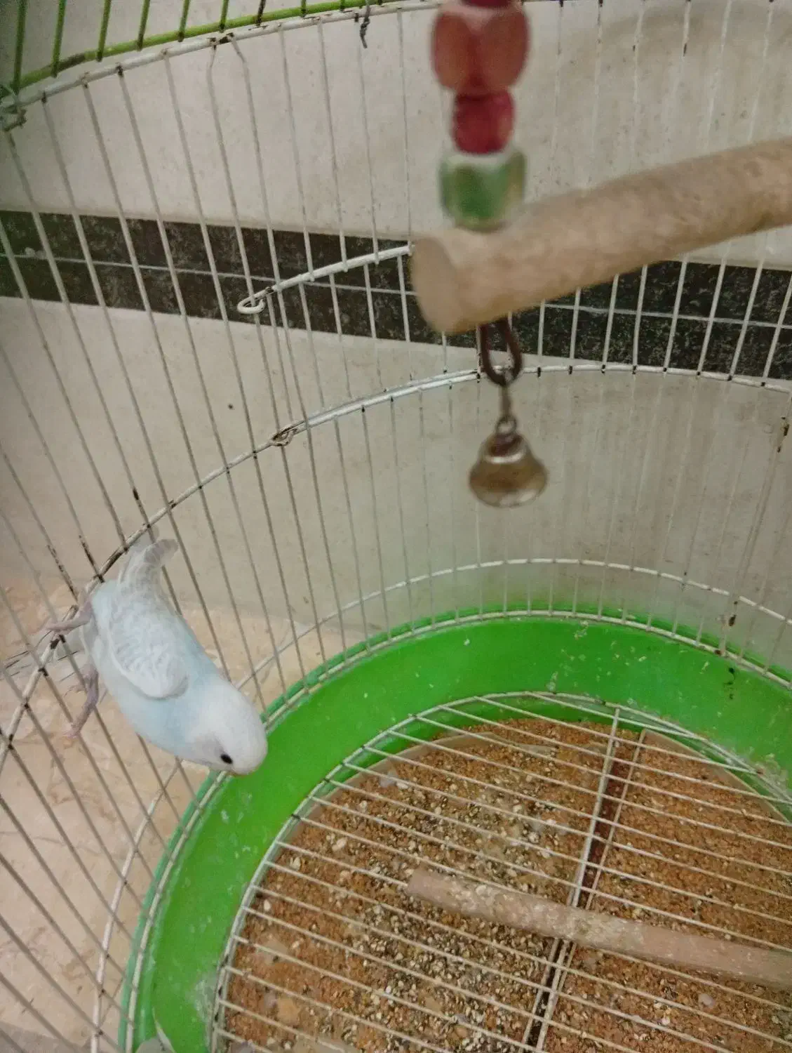 طوطی|پرنده|ری, ظهیرآباد|دیوار