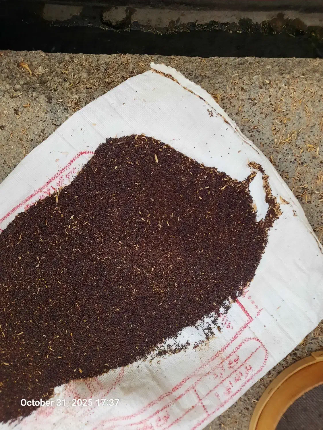 فروش کلزا|گل و گیاه طبیعی|دره شهر, |دیوار