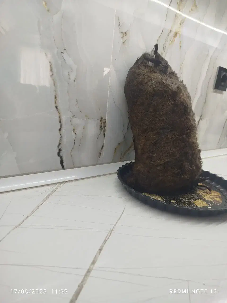 هیزه سالم و تمیز|لوازم جانبی حیوانات|کوهدشت, |دیوار