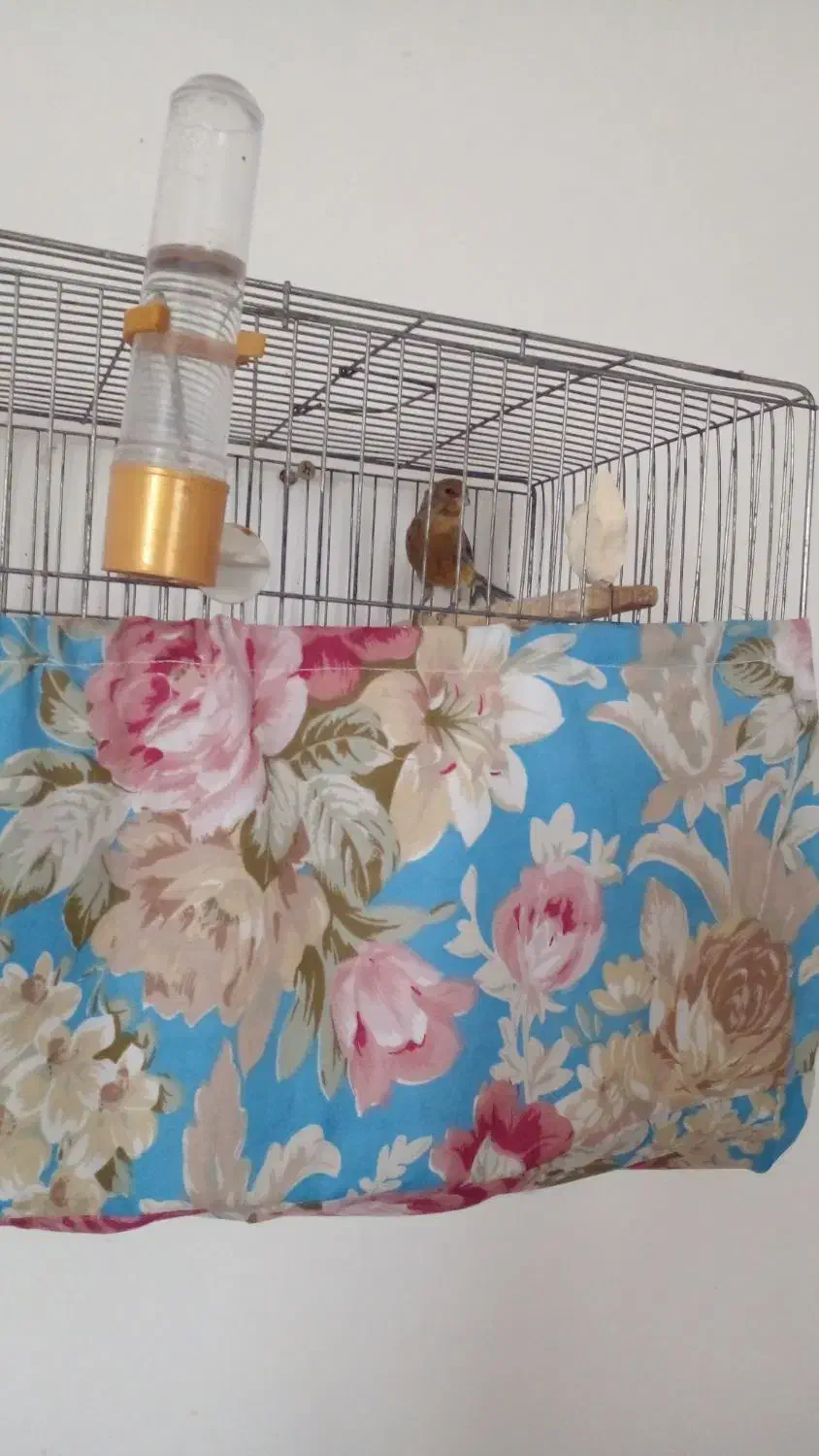 ۵عددقناری یک ماده ۴تانر|پرنده|قیدار, |دیوار