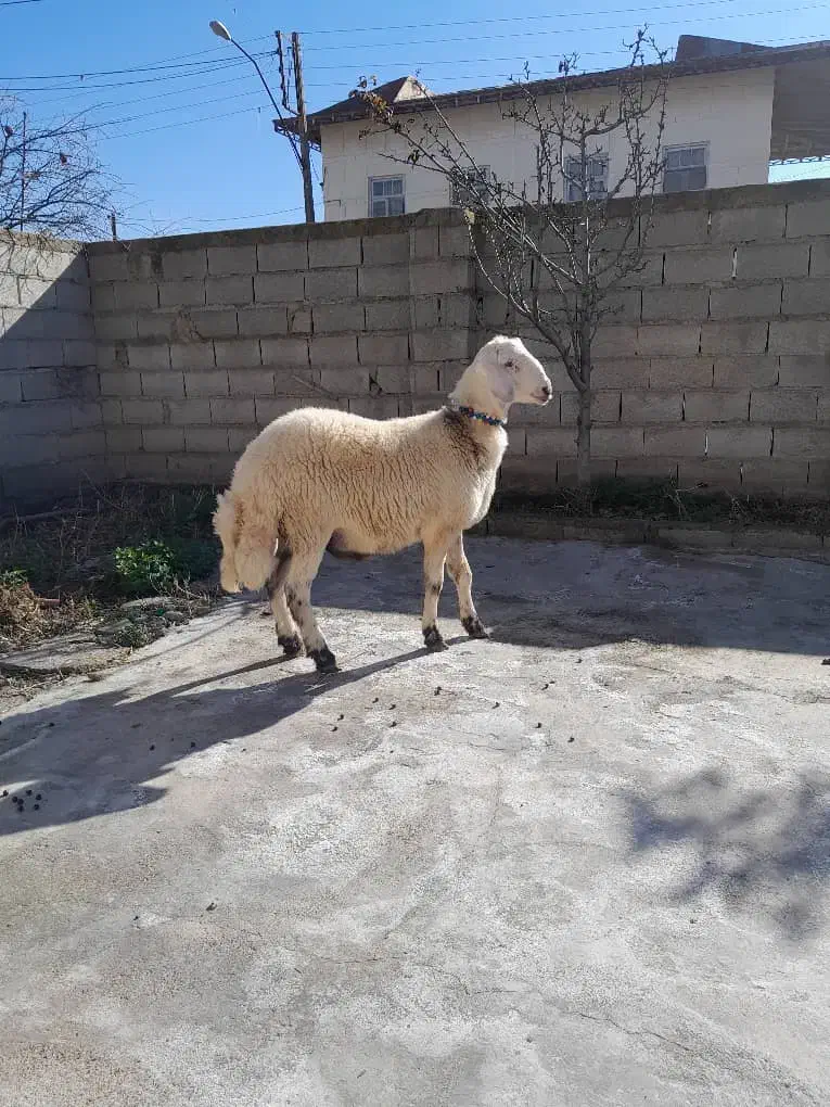 توقلی قوچی نر|حیوانات مزرعه|گمیشان, |دیوار