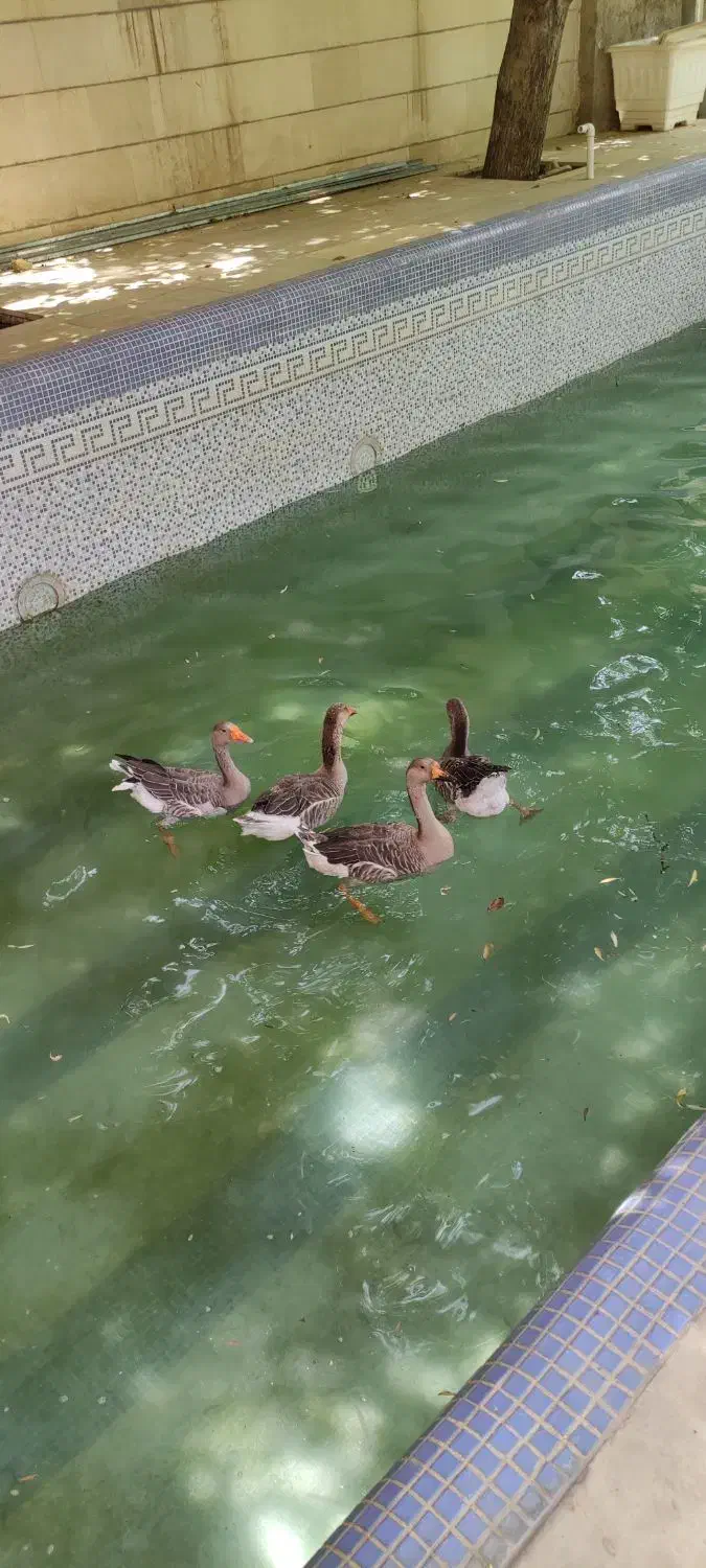 غاز محلی نر و ماده|حیوانات مزرعه|هشتگرد, خور|دیوار