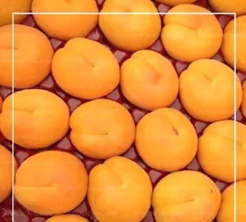 فروش نهال زردآلو انبه ای|خدمات باغبانی و درختکاری|جهرم, |دیوار