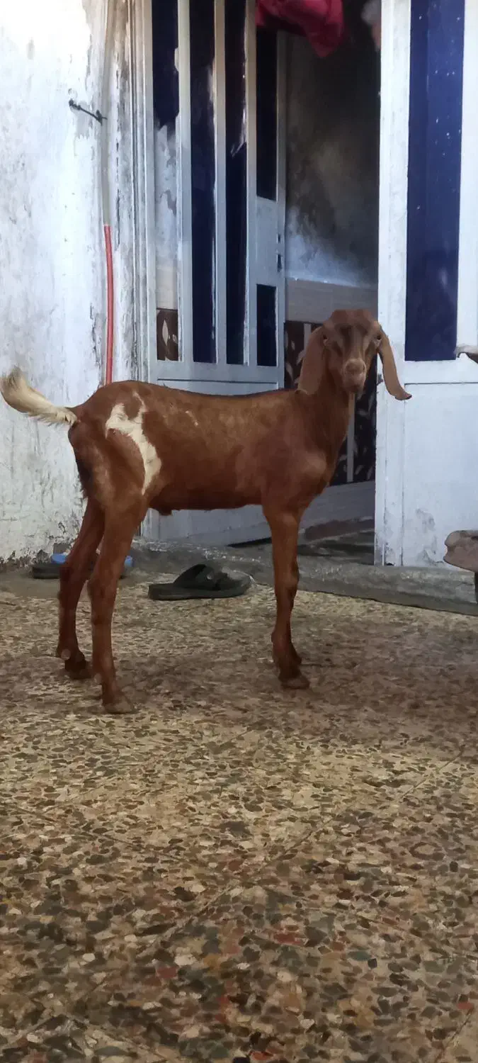 بز نجدی|حیوانات مزرعه|لیکک, |دیوار