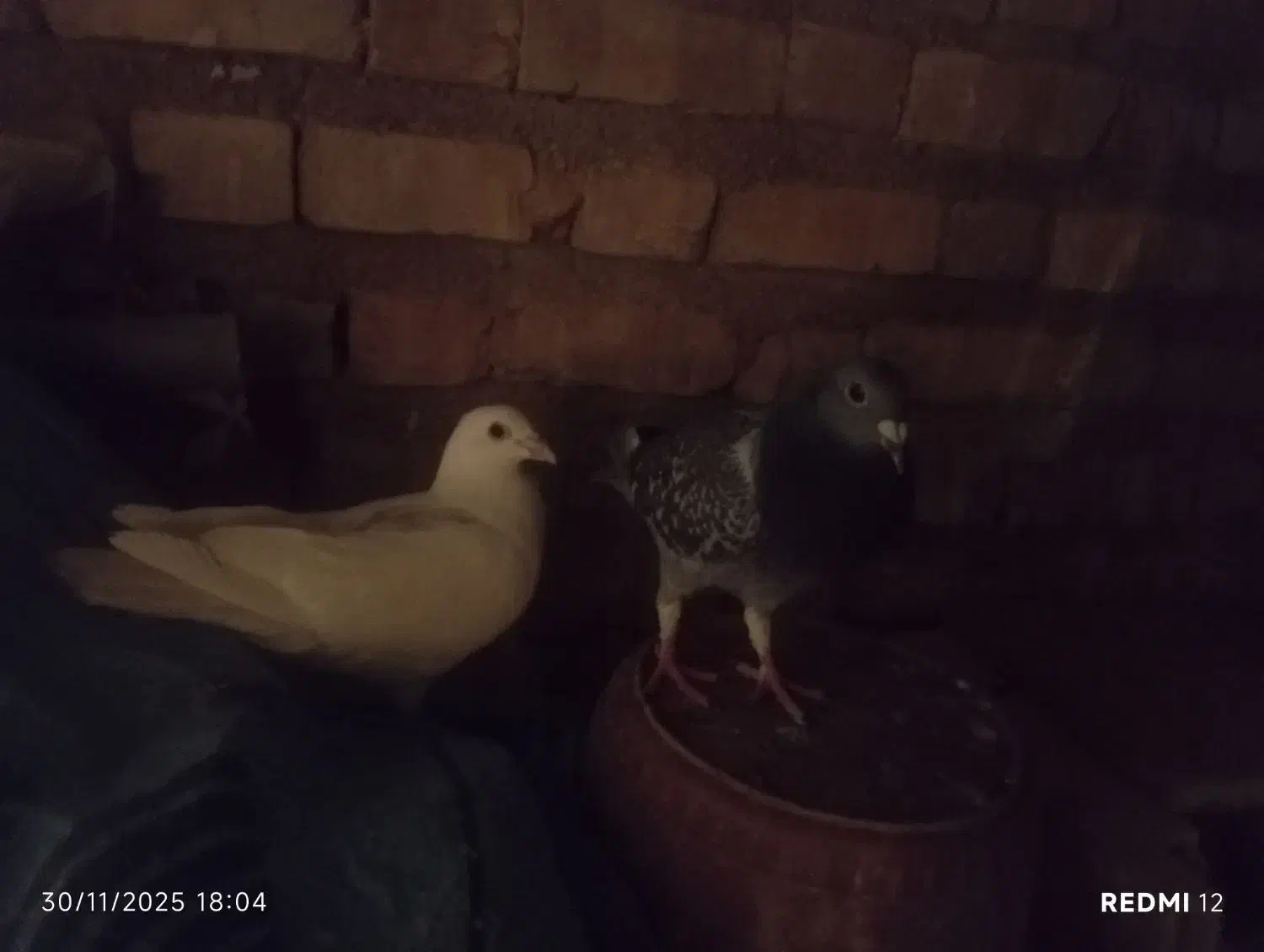 فروش کفتر عتیقه پلاکی بهبهانی|پرنده|سپیدان, |دیوار