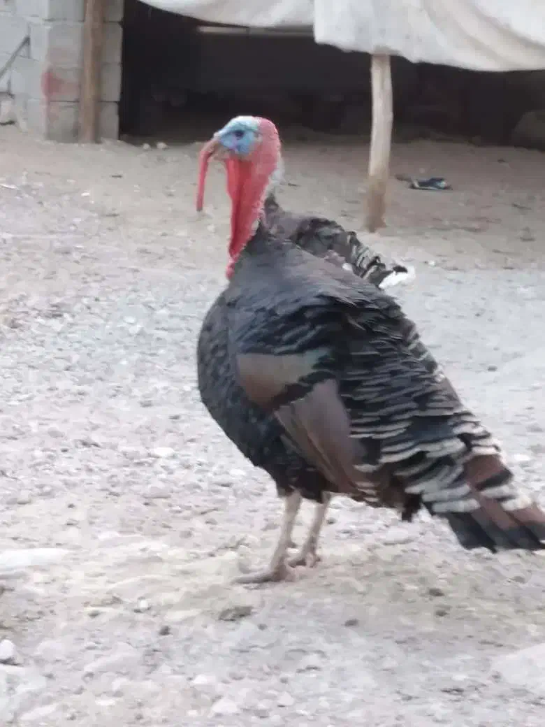 سلام علیکم فروش غاز و بوقلمون|حیوانات مزرعه|رویدر, |دیوار