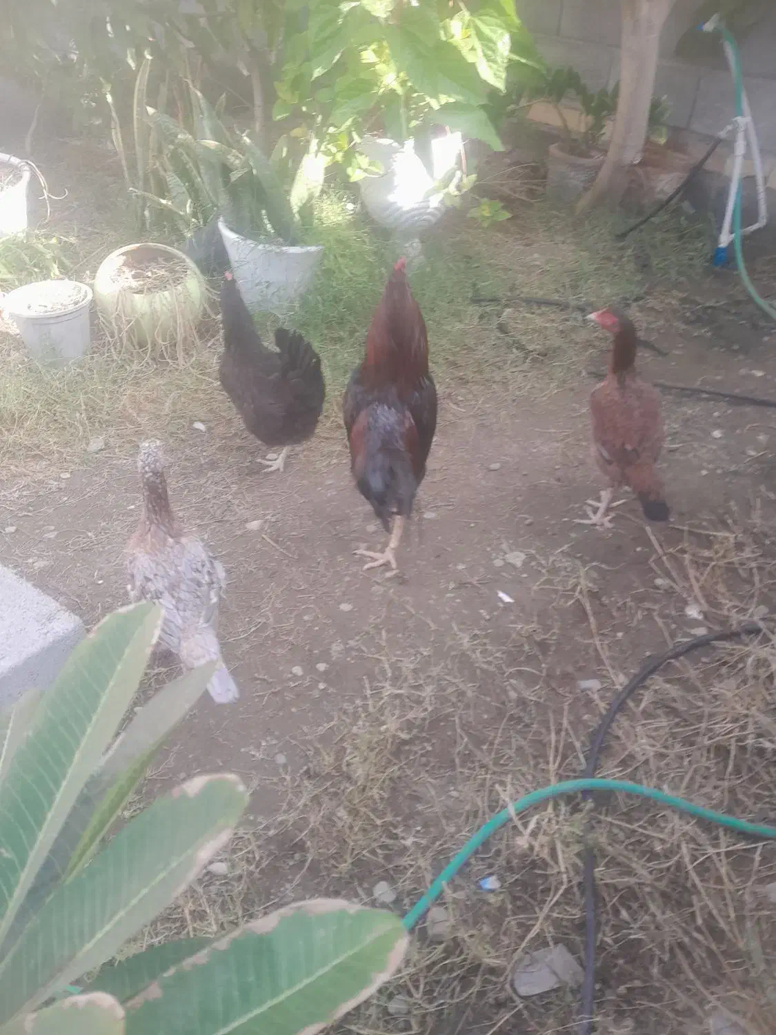 مرغ و خروس|حیوانات مزرعه|میناب, |دیوار