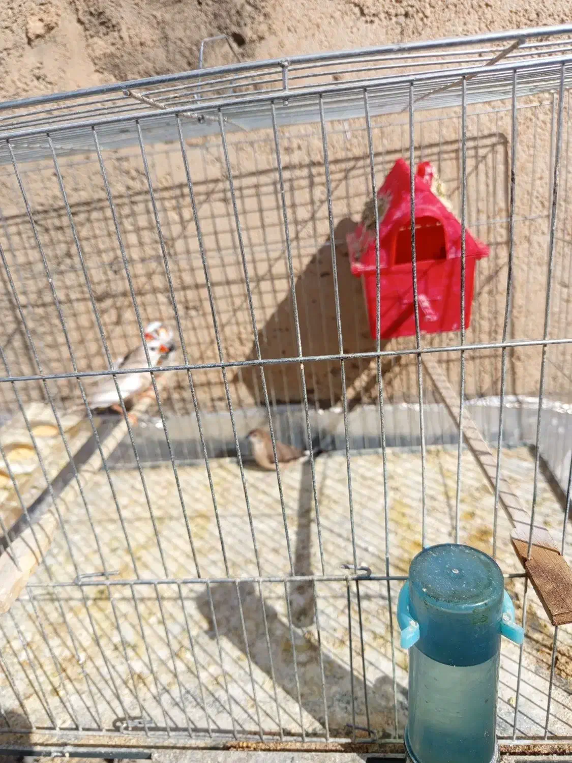 فنچ های زیبا با قفس|پرنده|سقز, |دیوار