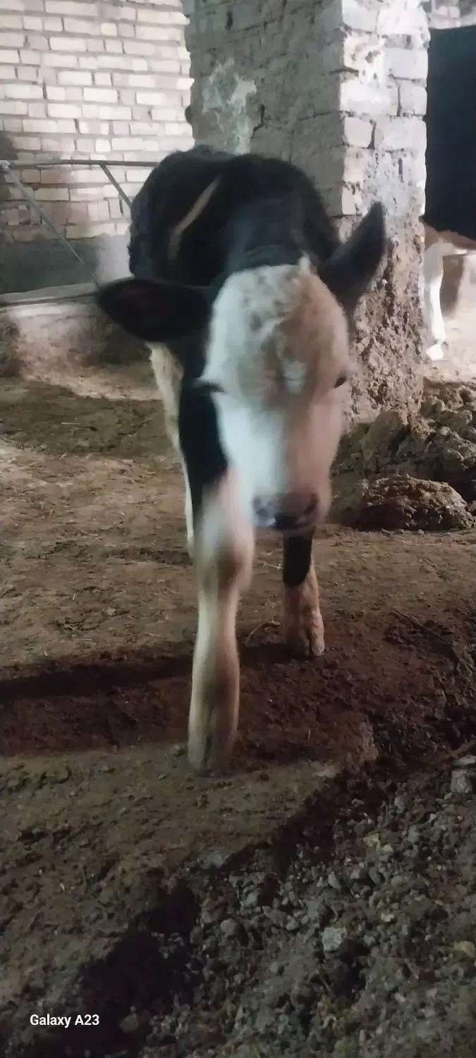 گو ساله|حیوانات مزرعه|قیدار, |دیوار