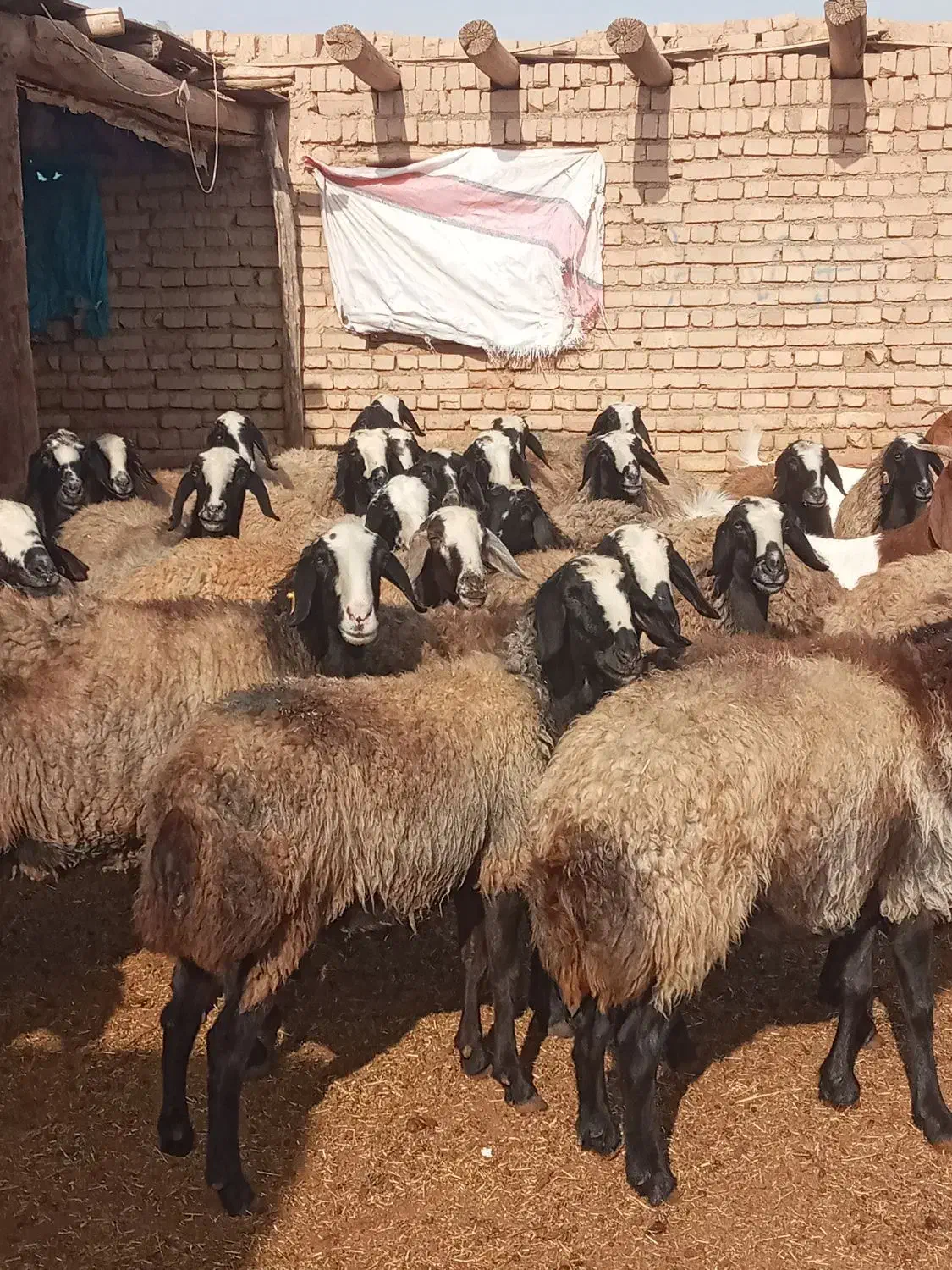 گوسفندشال اصیل ۱|حیوانات مزرعه|سیرجان, |دیوار