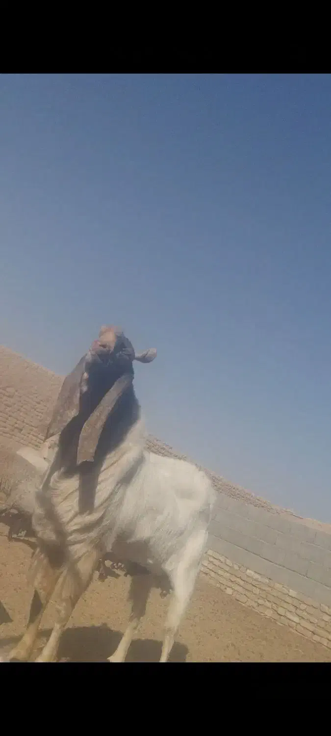 کل پاکستانی|حیوانات مزرعه|آران و بیدگل, |دیوار