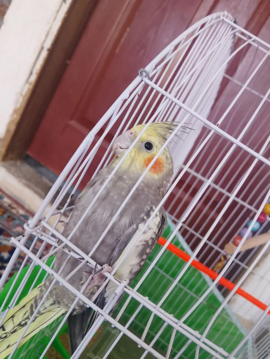 عروس هلندی|پرنده|تربتحیدریه, فتح المبین|دیوار