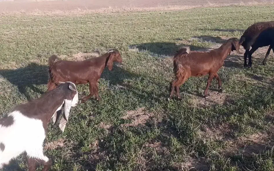 بزغاله نژادار|حیوانات مزرعه|بروجرد, |دیوار