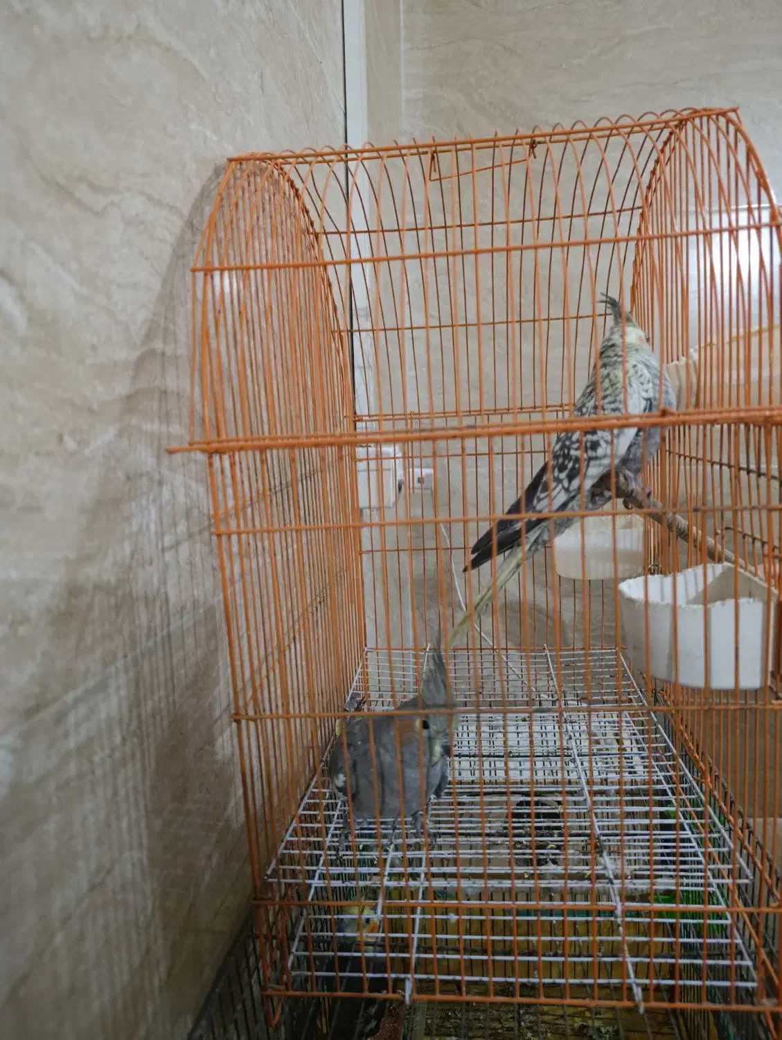 ی جوجه نر گلباقالی .با ی جفت  معاوضه با قناری نر|پرنده|رشت, پسیخان|دیوار