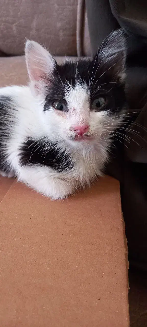 واگذاری گربه|گربه|کرج, شهرک فهمیده|دیوار