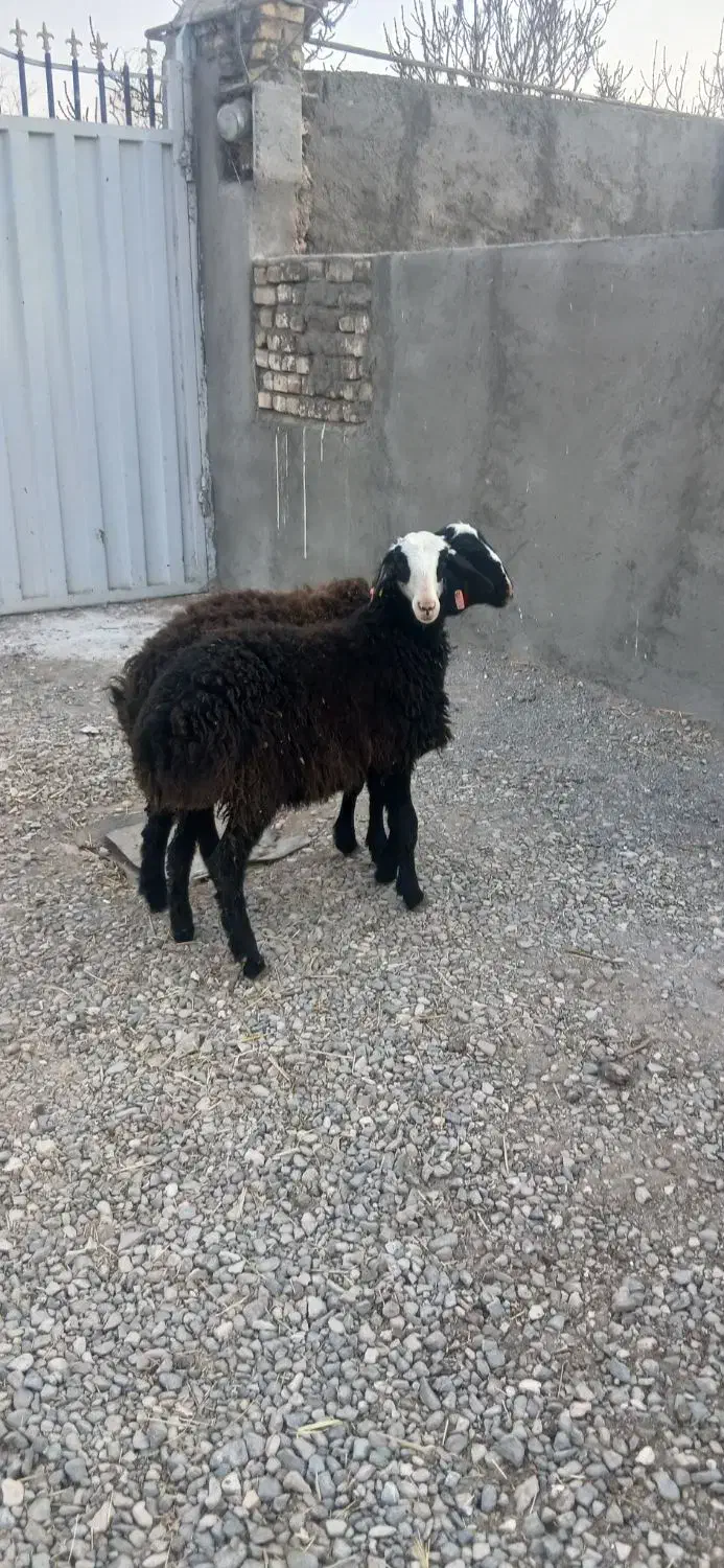 دوعدد بره ماده اصل شالی|حیوانات مزرعه|دشتابی, |دیوار