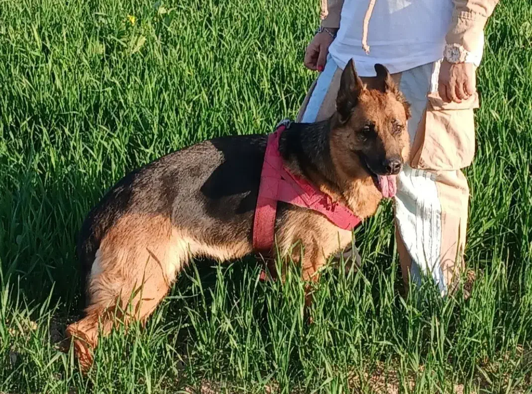 واگذاری  سگ ژرمن شپرد|سگ|قرچک, پویینک|دیوار