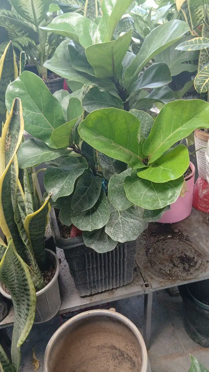 گل گیاه آموزش و نگهداری گلهای آپارتمانی|گل و گیاه طبیعی|تهران, زیبادشت|دیوار