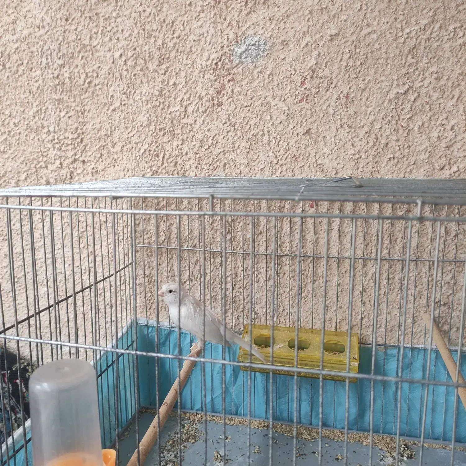 قناری مست|پرنده|چمران, |دیوار