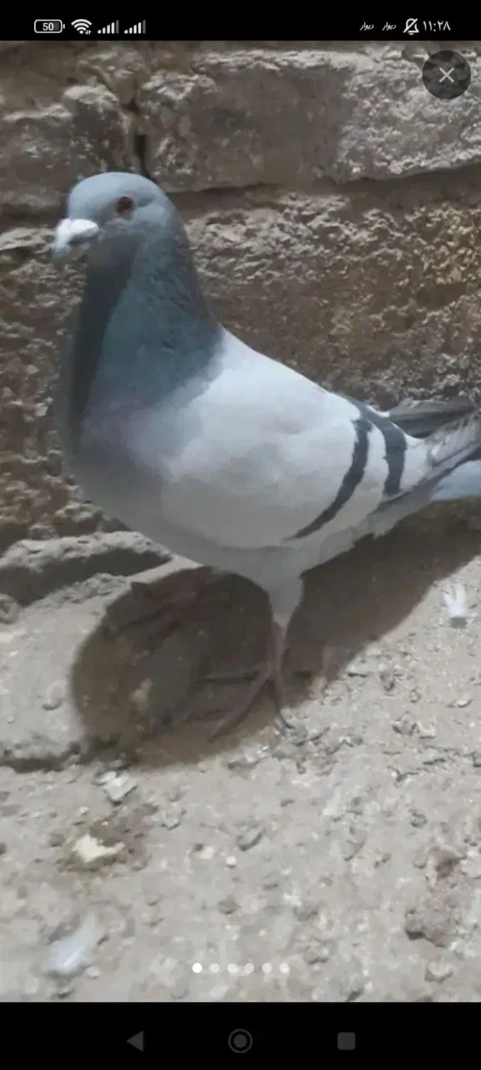 کبوتر سبز نر|حیوانات|زاهدان, |دیوار