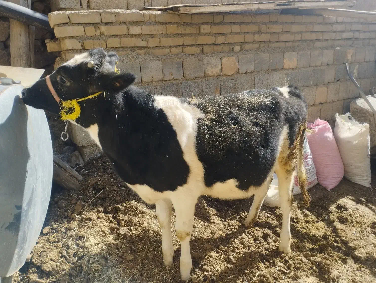 گوساله هلشتایین ماده|حیوانات مزرعه|سنندج, |دیوار