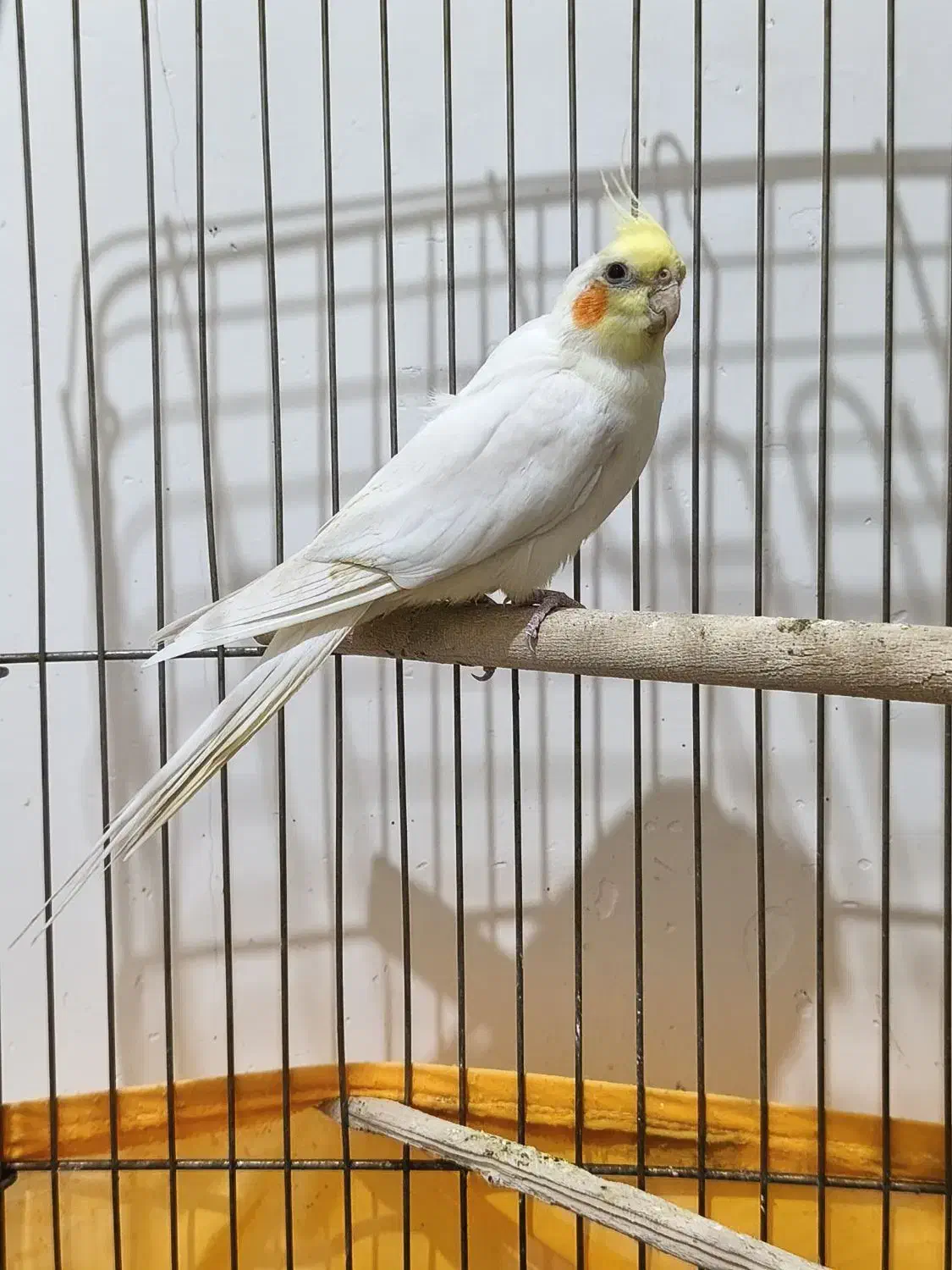 عروس هلندی|پرنده|خلخال, |دیوار