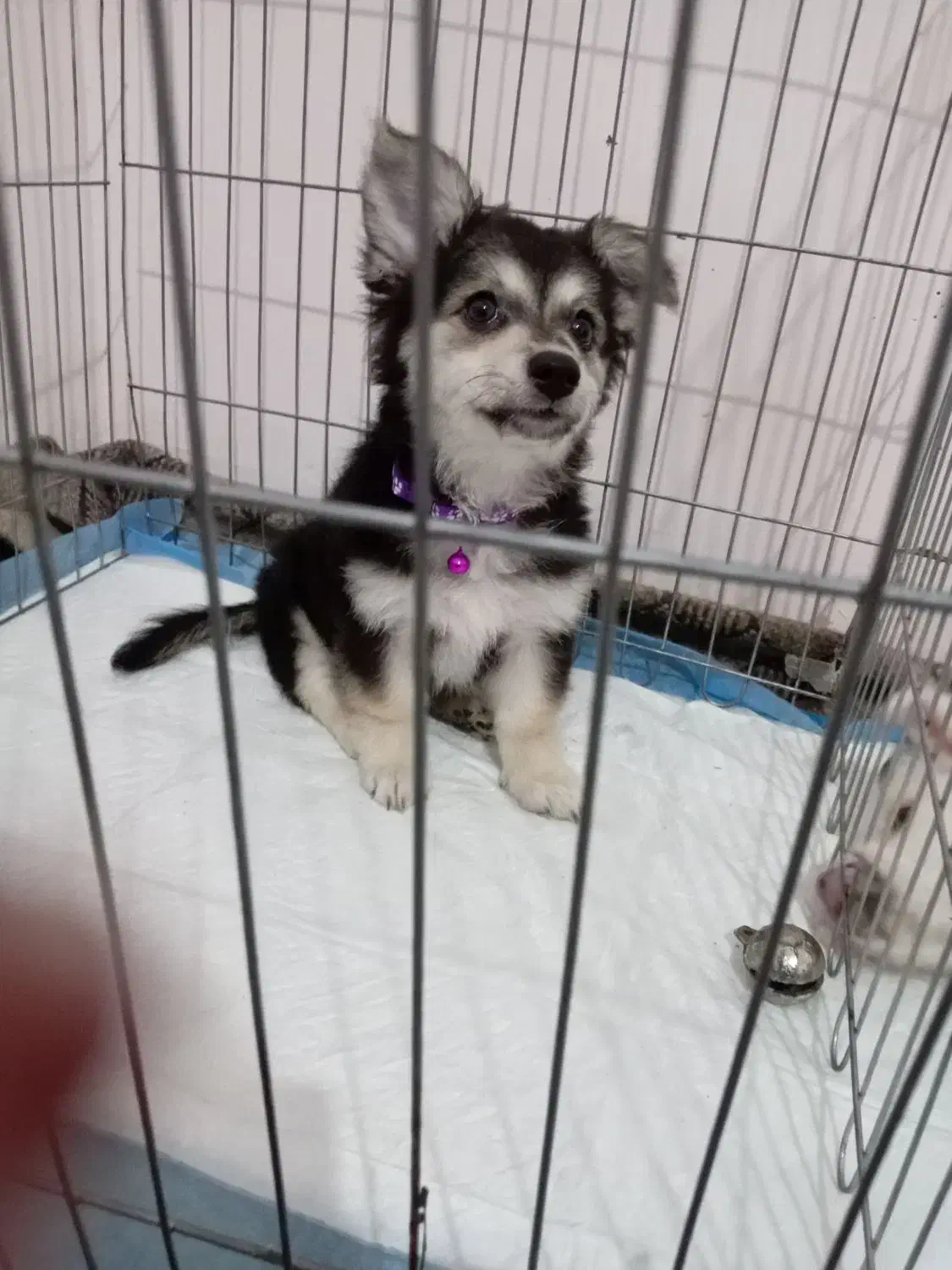 توله شیتزو اشپیتز|سگ|مشهد, شاهد (شهرک غرب)|دیوار