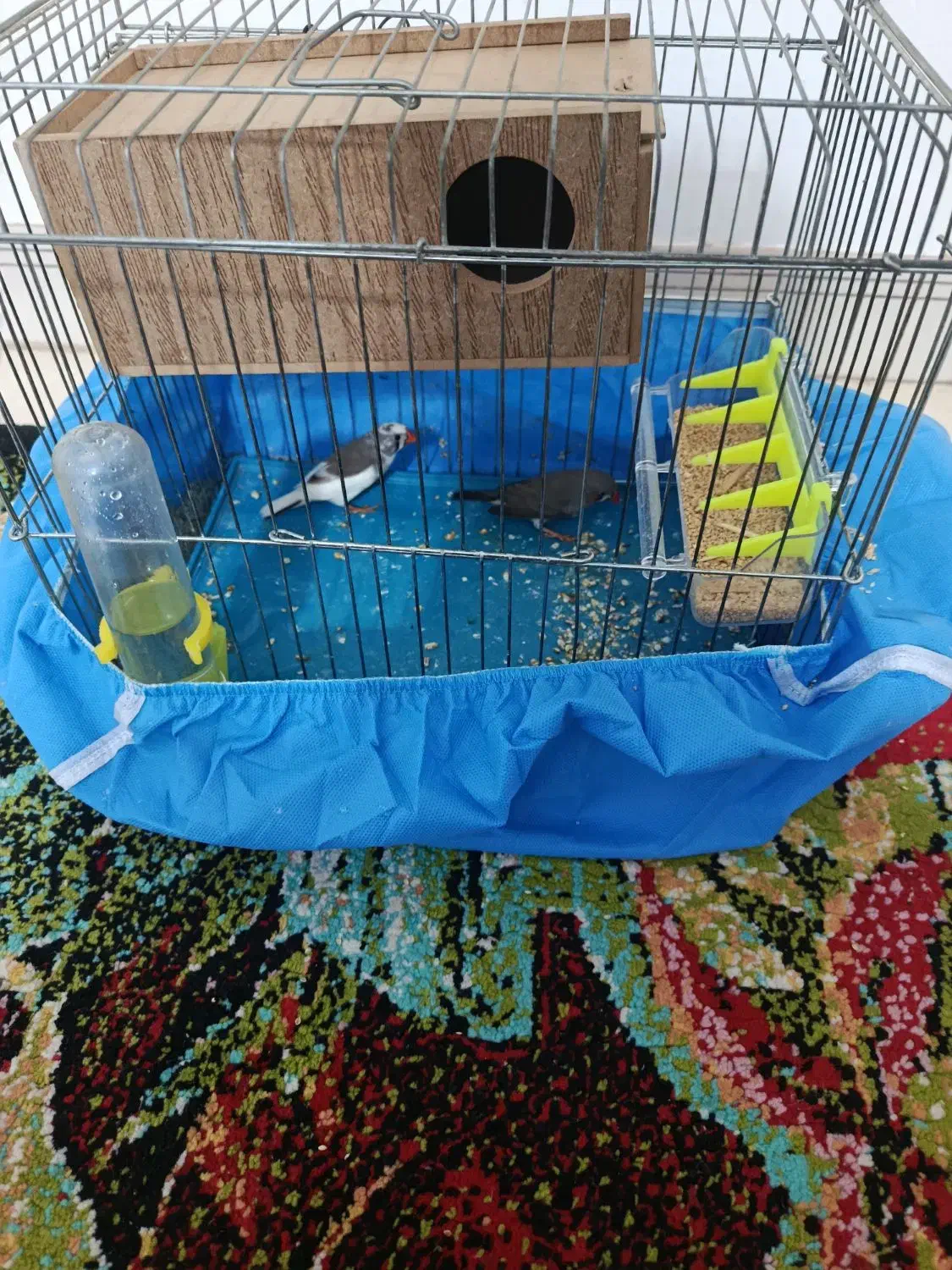 فنج|پرنده|شیبکوه (هرمزگان), |دیوار