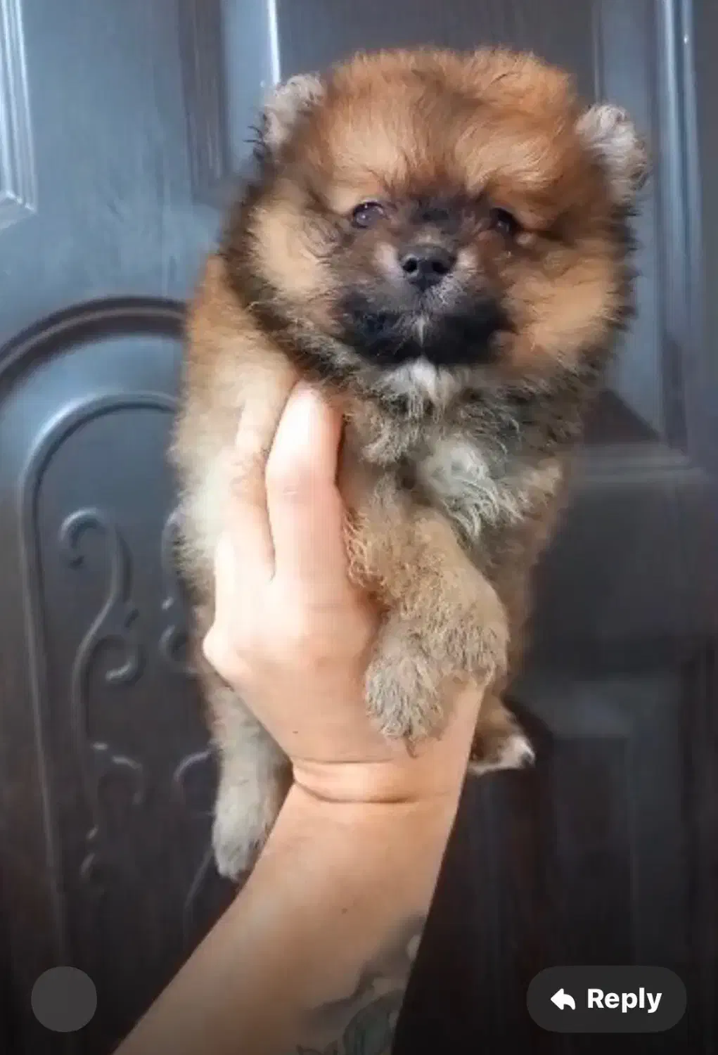 پامرانین دو‌سر خرسی|سگ|رشت, لاکانی|دیوار