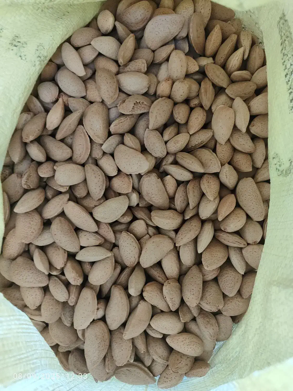بادام سنگی بش امسال|خوردنی و آشامیدنی|شیراز, شاه قلی بیگی|دیوار