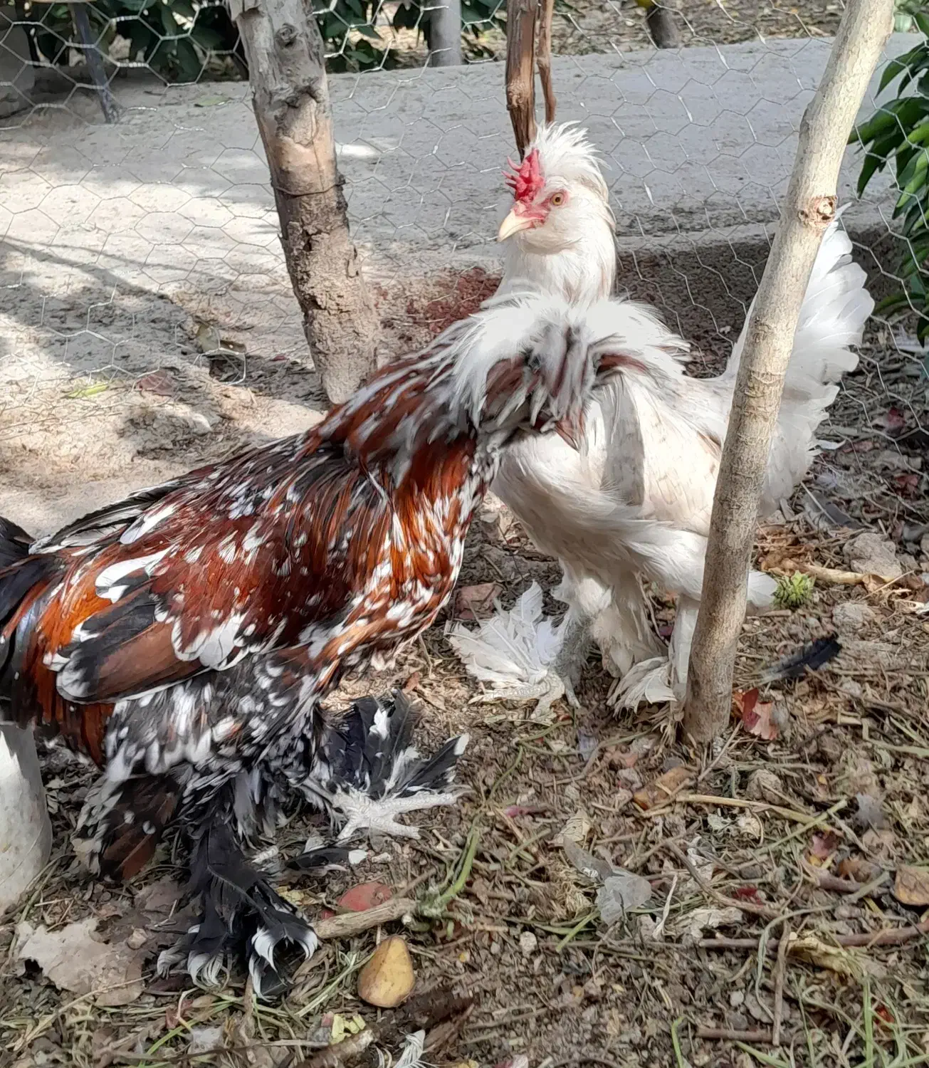 فروش یک جفت مرغ وخروس لهستانی|حیوانات مزرعه|فیروزآباد (فارس), |دیوار