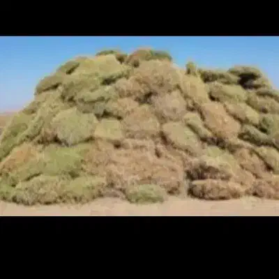 خارشتر از باغ جمع شده مخصوص دام|حیوانات مزرعه|میانه, |دیوار