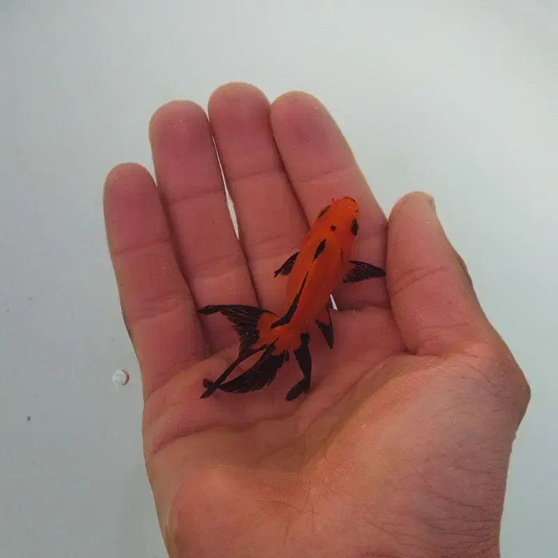 ماهی گلی|ماهی|نی‌ریز, |دیوار