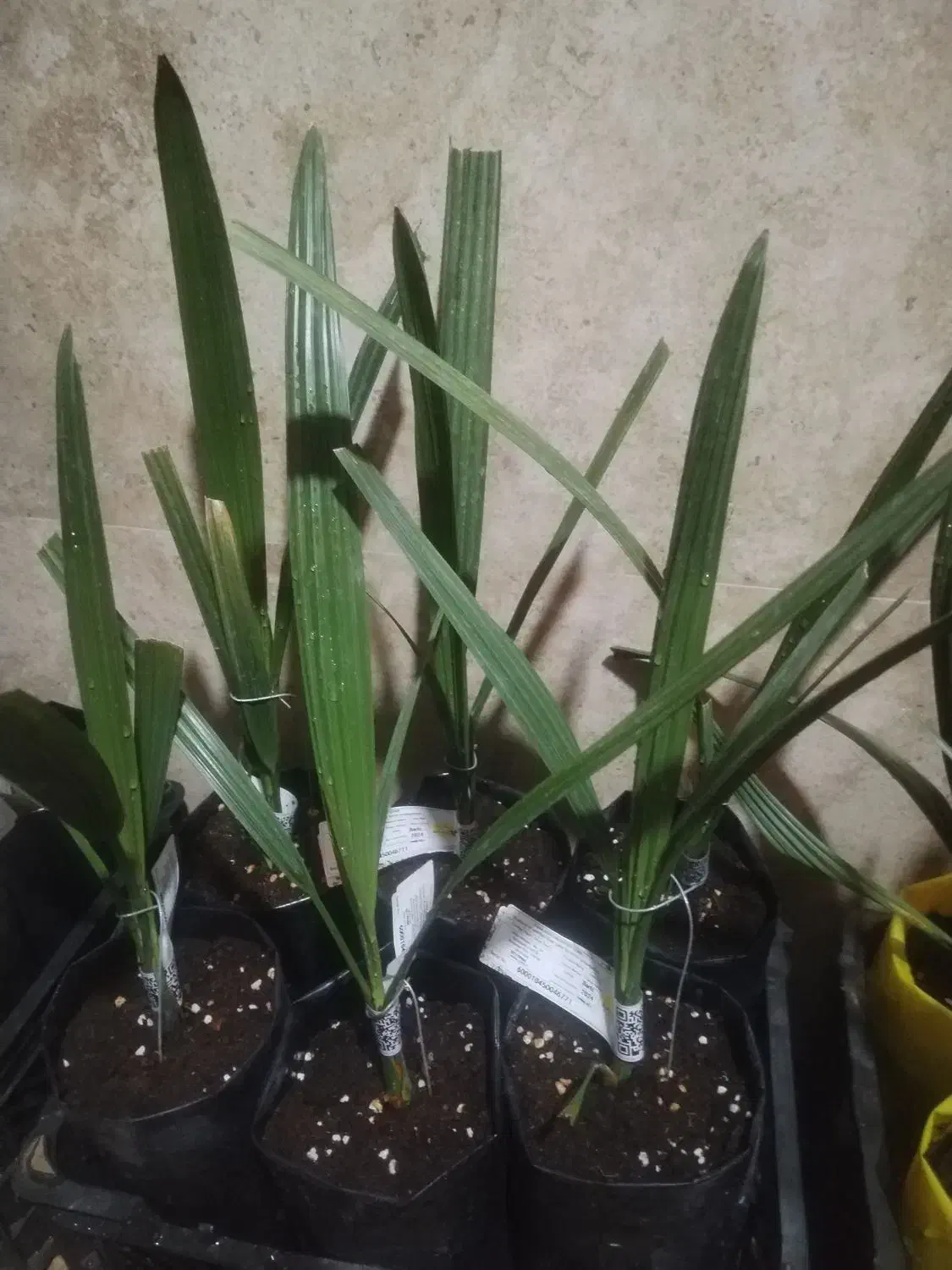 نمایندگی رسمی نخل کشت بافت و پاجوش گلخانه ای|خدمات باغبانی و درختکاری|برازجان, |دیوار