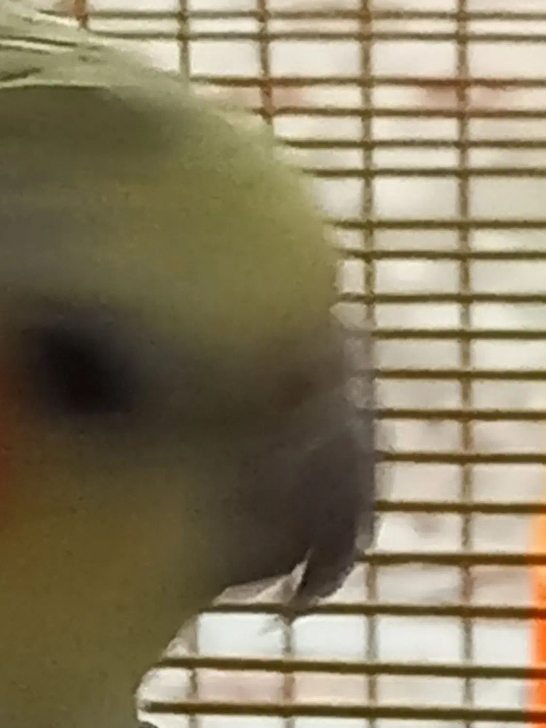 عروس هلندی بالغ جفت|پرنده|دامغان, |دیوار