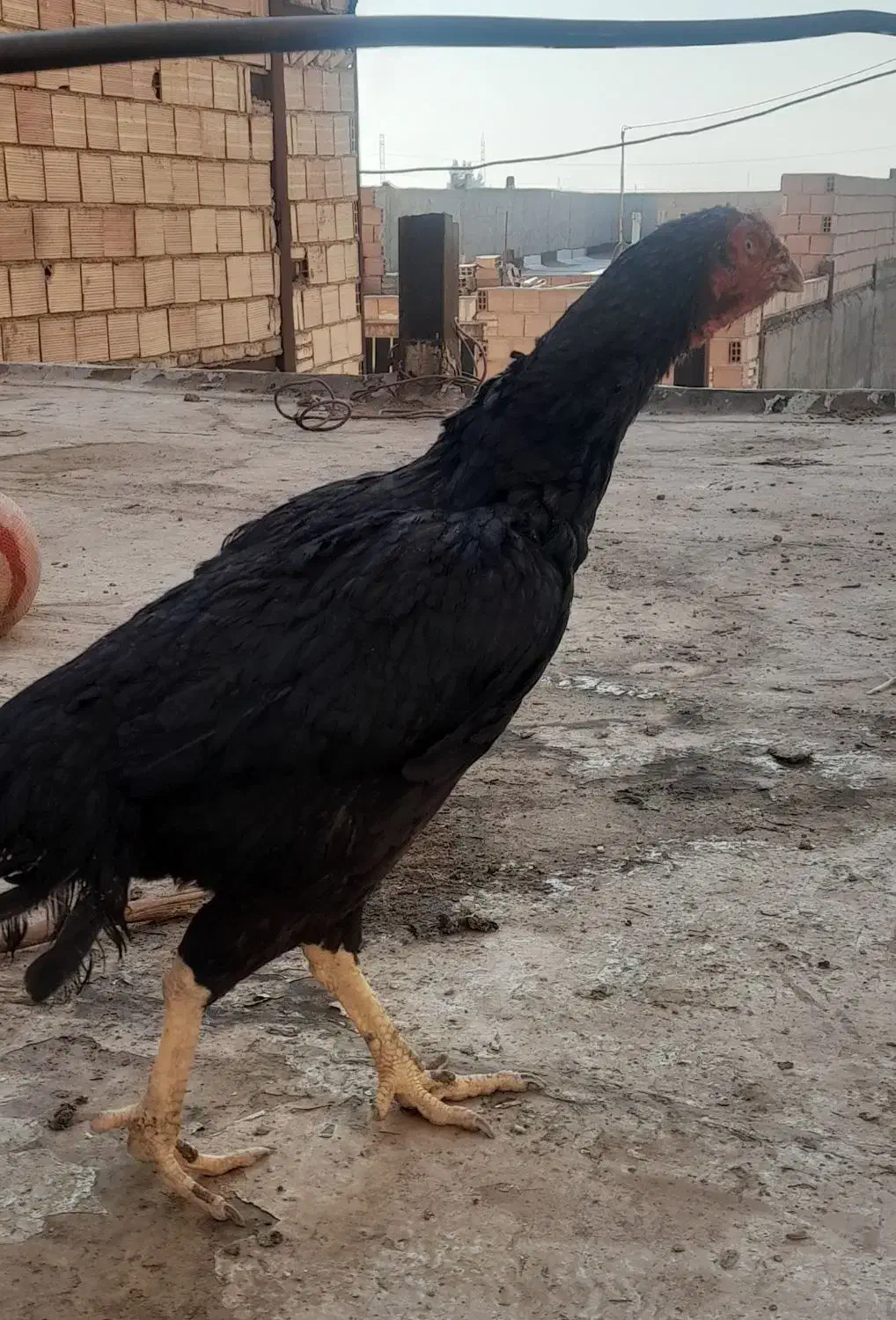 مرغ لاری مشکی|حیوانات مزرعه|خاوران, |دیوار