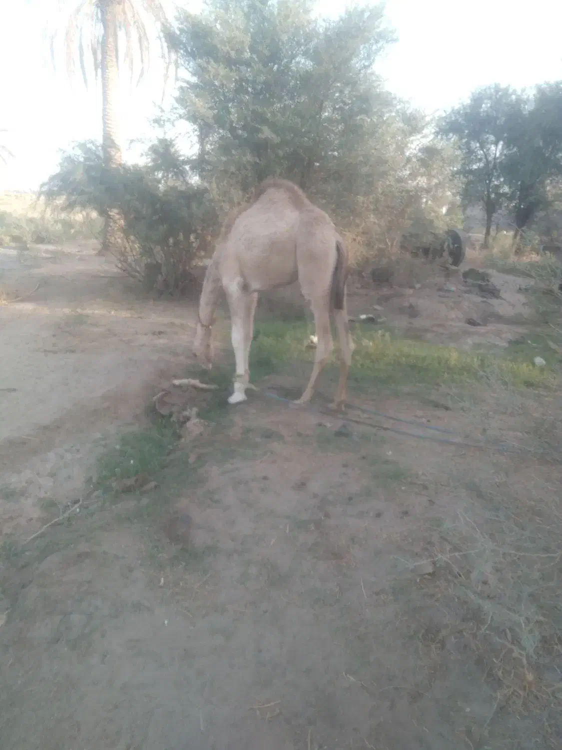 هاشی نر|حیوانات مزرعه|جازموریان, |دیوار