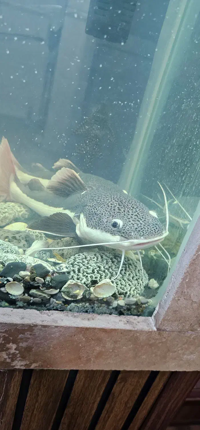 ماهی رتیل ۲۵ سانتی|ماهی|قم, فرهنگیان و شهربانی|دیوار