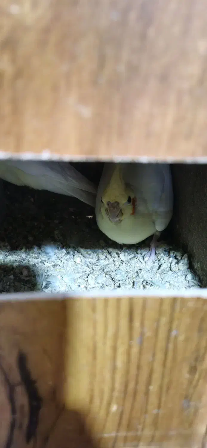 عروس هلندی لوتینو مولد به همراه تخم نطفه دار|پرنده|نسیم‌شهر, |دیوار