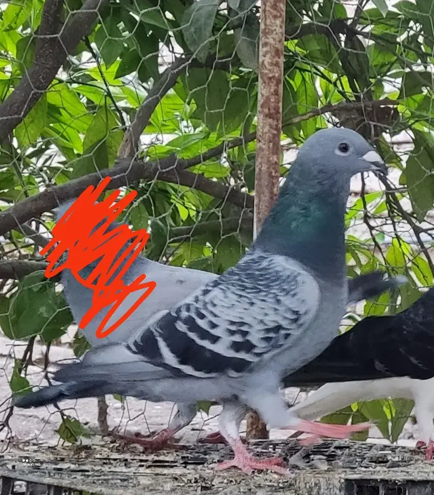 کبوتر|حیوانات|علی‌آباد کتول, |دیوار