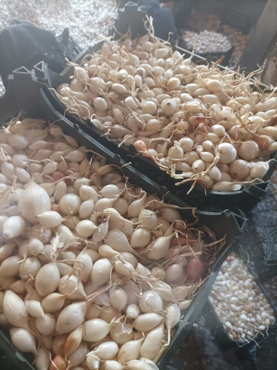 پیاز غده ای|عمدهفروشی|جیرفت, |دیوار